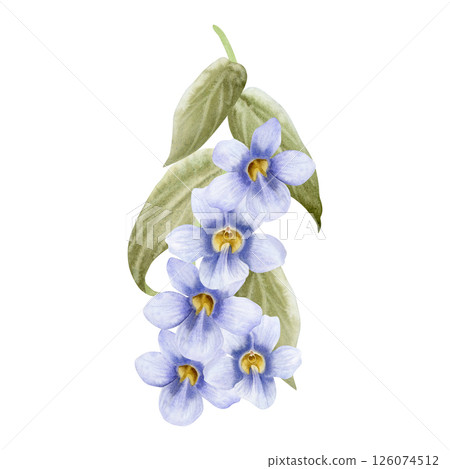 Pastel purple vine with Thunbergia flowers watercolor illustration isolated on white. Garden violet spring flowers with leaves for summer blooming floral designs. Tropical creeper plant clip art 126074512