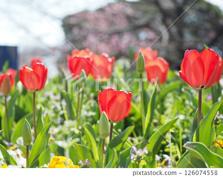 Red tulip Red tulip 126074558