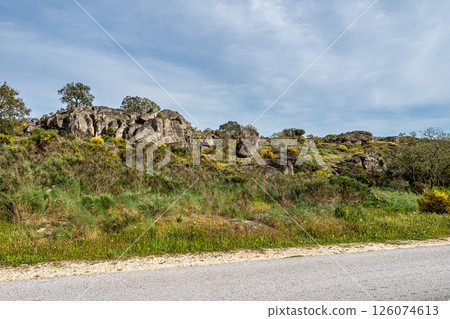 Driving through Parque Natural da Serra de Sao Mamede. Alentejo. Portugal. Cork trees natural resources Landscape. 126074613