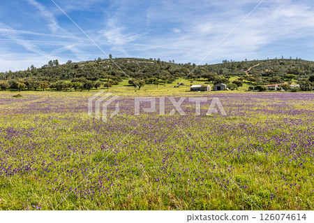 A typical Alentejo landscape located in Portugal. Rural Alentejo landscape in Arronches, Portalegre. 126074614