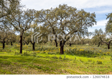 Cork Oak forest at Hortas de Baixo near Arronches, Alentejo, Portugal. Cork Oak forest at Hortas de Baixo near Arronches, Alentejo, Portugal. 126074618