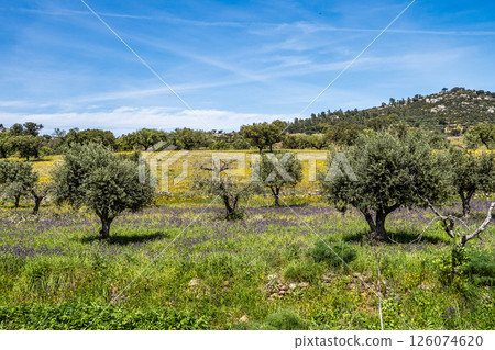 Cork Oak forest at Hortas de Baixo near Arronches, Alentejo, Portugal. Cork Oak forest at Hortas de Baixo near Arronches, Alentejo, Portugal. 126074620