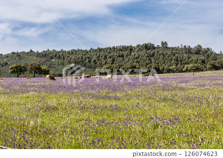 A typical Alentejo landscape located in Portugal. Rural Alentejo landscape in Arronches, Portalegre. A typical Alentejo landscape located in Portugal. Rural Alentejo landscape in Arronches, Portalegre. 126074623