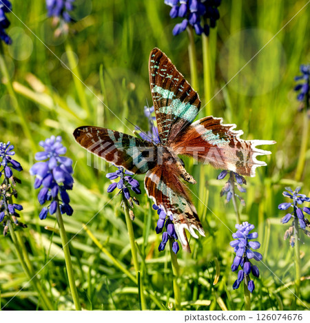 Flying giant tropical butterfly on muscari flowers 126074676