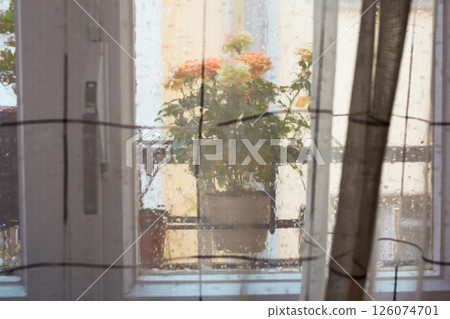 Rose bush in a flower pot on balkon during the rain Rose bush in a flower pot on balkon during the rain 126074701