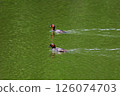 Little Grebes playing in the pond 126074703