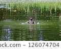 Little Grebes playing in the pond 126074704