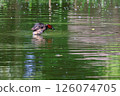 Little Grebes playing in the pond 126074705