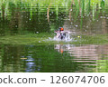 Little Grebes playing in the pond 126074706