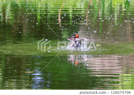 Little Grebes playing in the pond 126074706