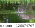 Little Grebes playing in the pond 126074707
