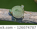 Newly hatched red-eared slider turtle 126074787
