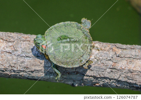 Newly hatched red-eared slider turtle Newly hatched red-eared slider turtle 126074787