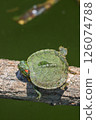 Newly hatched red-eared slider turtle 126074788