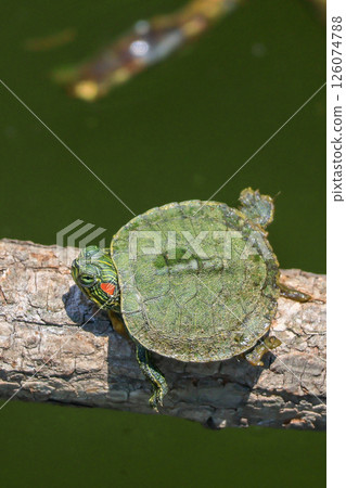 Newly hatched red-eared slider turtle 126074788