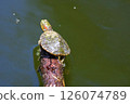 Newly hatched red-eared slider turtle 126074789