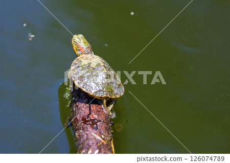 剛孵化出來的紅耳龜 126074789