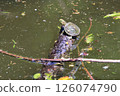 Newly hatched red-eared slider turtle 126074790