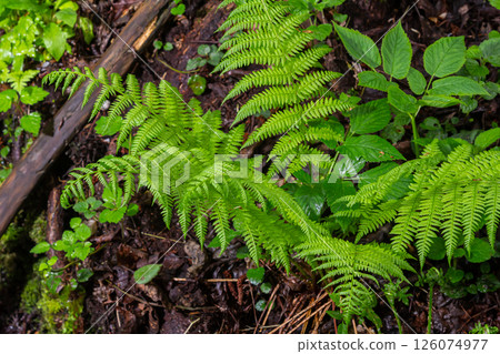 Dryopteris dilatata, or broad buckler-fern, is a hardy fern with dark green, finely divided fronds. It thrives in shade and moist soil, adding lush texture to gardens 126074977