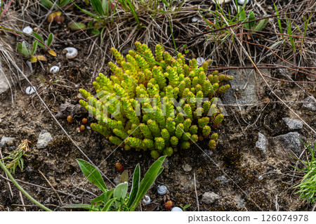 Muller seeds in forest bed. Sedum acre. Yellow flowers growing in the field 126074978