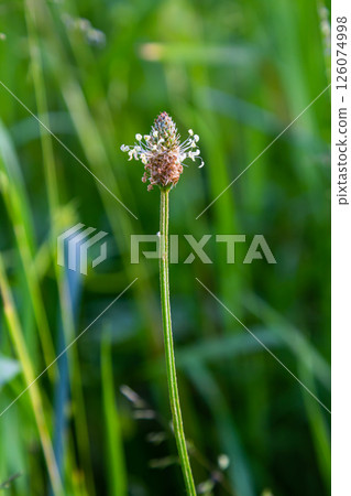 A close up of the wildflower Ribwort plantain, Plantago lanceolata 126074998