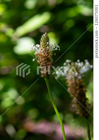 A close up of the wildflower Ribwort plantain, Plantago lanceolata A close up of the wildflower Ribwort plantain, Plantago lanceolata 126075001