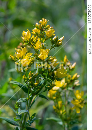 flowers of Saint Johns wort, Hypericum perforatum flowers of Saint Johns wort, Hypericum perforatum 126075002