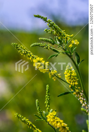 In the wild bloom Melilotus officinalis - honey, essential oil and medicinal plant 126075007