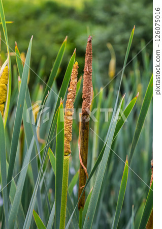 The broad-leaved bat Typha latifolia prefers marshy habitats, often inhabits the banks of ponds 126075016