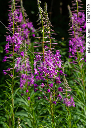 Wonderful flowering fireweed Chamaenerion angustifolium highlighted by the evening sun. A bunch of marvelous blossoming rosebay willowherbs Wonderful flowering fireweed Chamaenerion angustifolium highlighted by the evening sun. A bunch of marvelous blossoming rosebay willowherbs 126075019