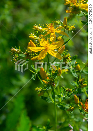 flowers of Saint Johns wort, Hypericum perforatum flowers of Saint Johns wort, Hypericum perforatum 126075020