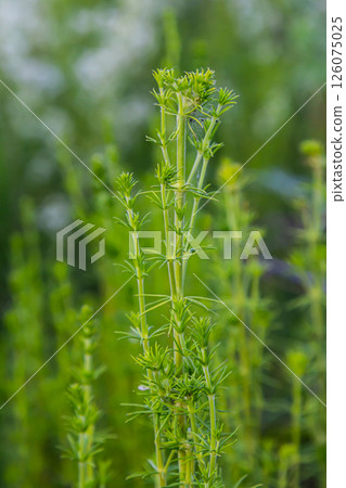 Beautiful blooming white bedstraw in June, galium album Beautiful blooming white bedstraw in June, galium album 126075025