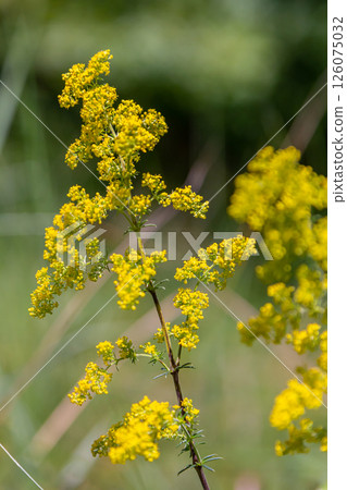 Closeup yellow flowers of lady's bedstraw, yellow bedstraw Galium verum in a Dutch garden. Family Rubiaceae. Summer, August, Netherlands Closeup yellow flowers of lady's bedstraw, yellow bedstraw Galium verum in a Dutch garden. Family Rubiaceae. Summer, August, Netherlands 126075032