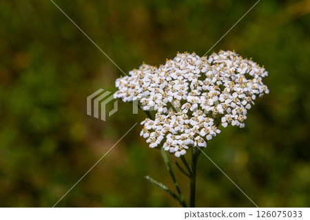 common yarrow achillea millefolium with fly Tachina fera 126075033