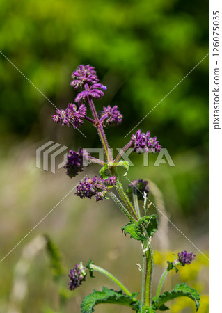 Purple lilac sage - a beautiful ornamental plant in the naturalistic native border in the cottage garden. Salvia verticillata - Purple Rain 126075035