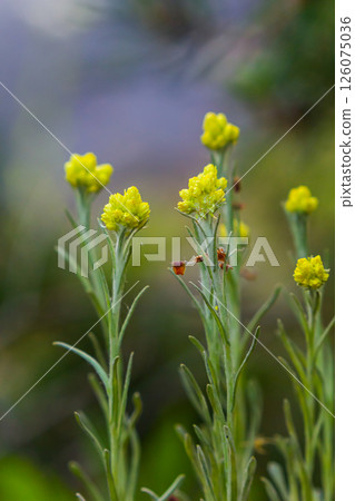 Flowering Helichrysum arenarium, close-up, with vignette. Medicinal plants Flowering Helichrysum arenarium, close-up, with vignette. Medicinal plants 126075036