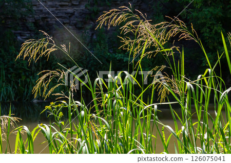 On the banks of the river and in the water, the forage grain Glyceria maxima grows On the banks of the river and in the water, the forage grain Glyceria maxima grows 126075041