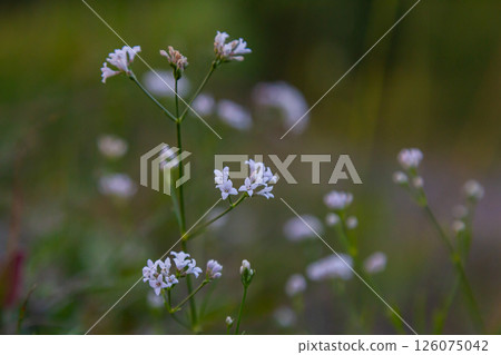 Macro photo of a dyer woodruff flower, Asperula tinctoria Macro photo of a dyer woodruff flower, Asperula tinctoria 126075042