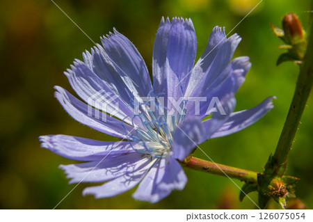 Beautiful chicory flowers grow on stems in the wild. Field of wild herbal plants. Green blurred natural background Beautiful chicory flowers grow on stems in the wild. Field of wild herbal plants. Green blurred natural background 126075054