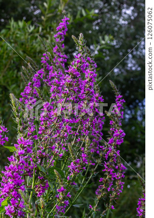 Purple loosestrife Lythrum salicaria inflorescence. Flower spike of plant in the family Lythraceae, associated with wet habitats Purple loosestrife Lythrum salicaria inflorescence. Flower spike of plant in the family Lythraceae, associated with wet habitats 126075062