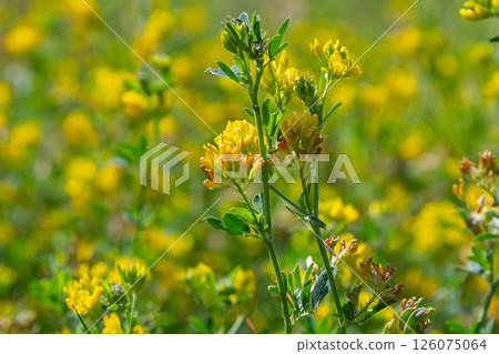 Medicago falcata, plant species of the genus Medicago. It is native to much of Europe and Asia 126075064