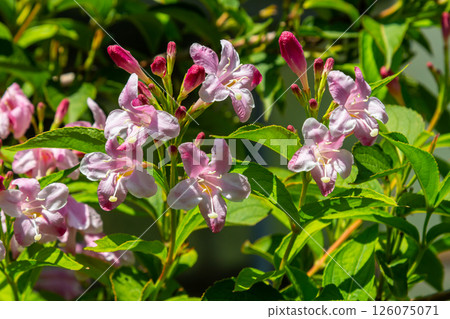 Weigela Bristol Ruby red flowers - Latin name - Weigela florida Bristol Ruby 126075071