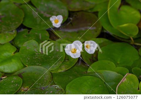 Hydrocharis morsus-ranae, frogbit, is a flowering plant belonging to the genus Hydrocharis in the family Hydrocharitaceae. It is a small floating plant resembling a small water lily 126075077