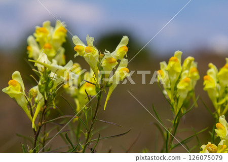 Flaxseed or wild snapdragon Linaria vulgaris is a medicinal herb. Wildflowers inflorescence Flaxseed or wild snapdragon Linaria vulgaris is a medicinal herb. Wildflowers inflorescence 126075079