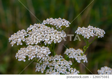 common yarrow achillea millefolium with fly Tachina fera 126075081