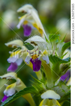 Summer among the wild herbs blossoms of nettle Galeopsis speciosa 126075085