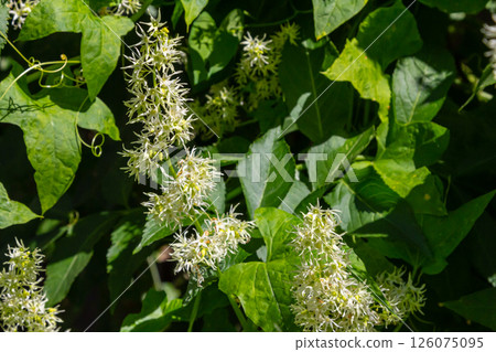 Wild cucumber, Echinocystis lobata white flowers closeup selective focus Wild cucumber, Echinocystis lobata white flowers closeup selective focus 126075095