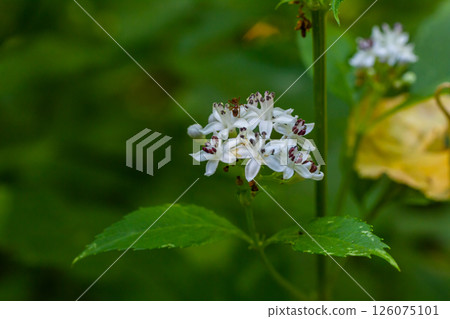 Sambucus ebulus blooming in natural habitat 126075101
