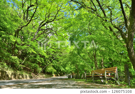 Taisho Romantic Highway running along the Shiobara Valley in Nasu-Shiobara City, Tochigi Prefecture 126075108