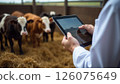 Close up of farmers hands using a smartphone to monitor cattle health in barn 126075649